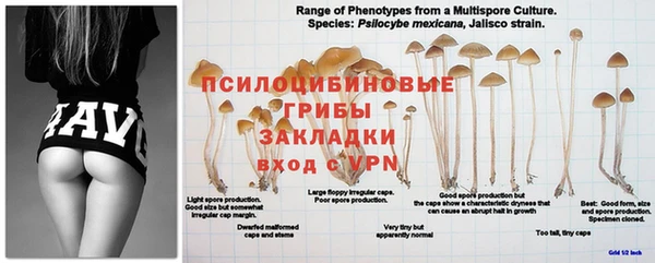 круглые Ельня